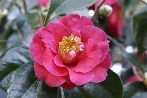 botanical name for camellia.